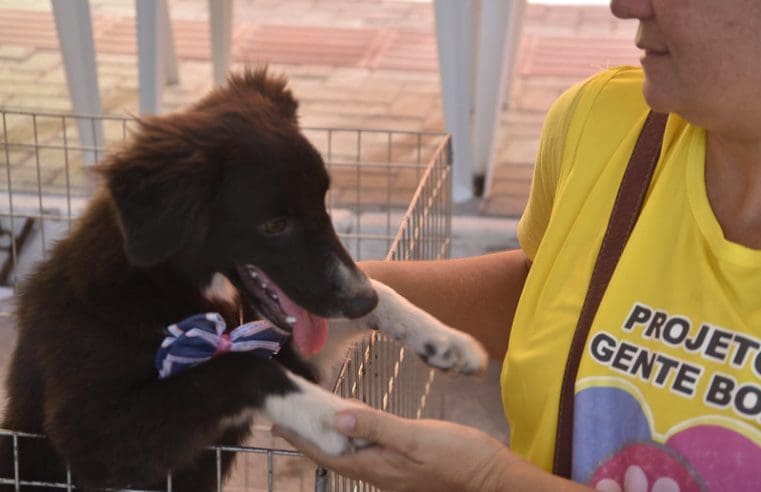 Cães e gatos ganham novo lar na campanha de adoção de animais