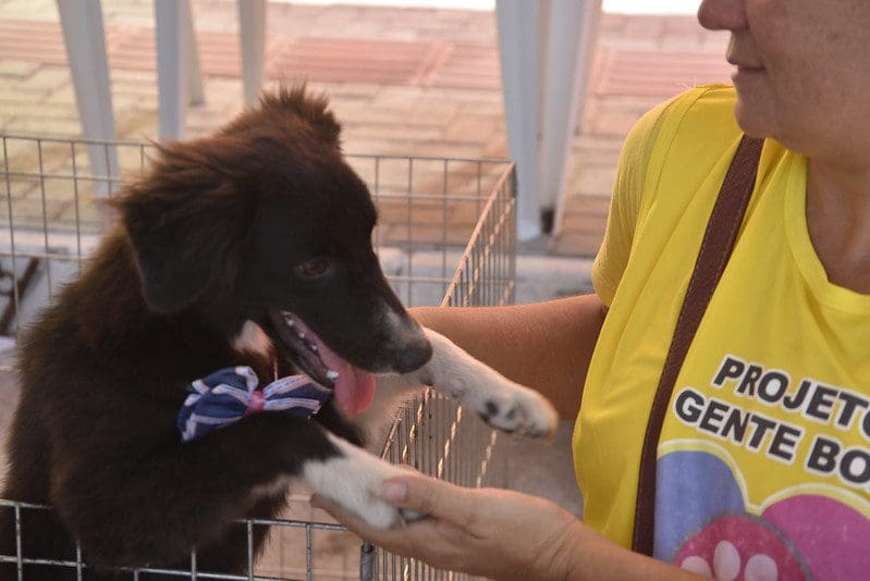 Cães e gatos ganham novo lar na campanha de adoção de animais