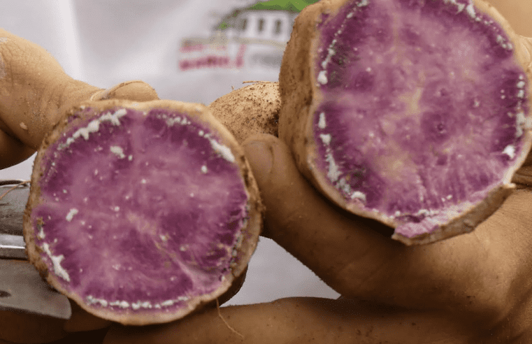 Inscrições abertas para curso gratuito de cultivo orgânico de aipim e batata-doce em Maricá