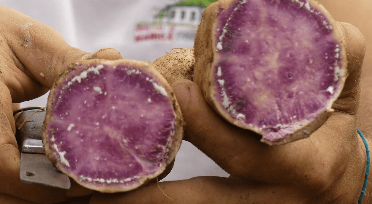 Inscrições abertas para curso gratuito de cultivo orgânico de aipim e batata-doce em Maricá