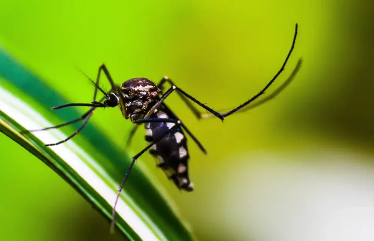 Brasil atinge 1,6 mil mortes confirmadas por dengue