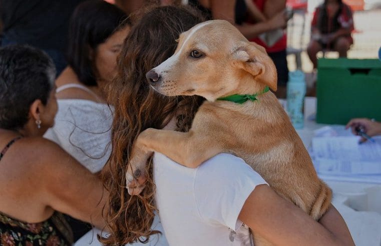 Proteção animal promoveu feira de adoção de cães e gatos em Itaipuaçu