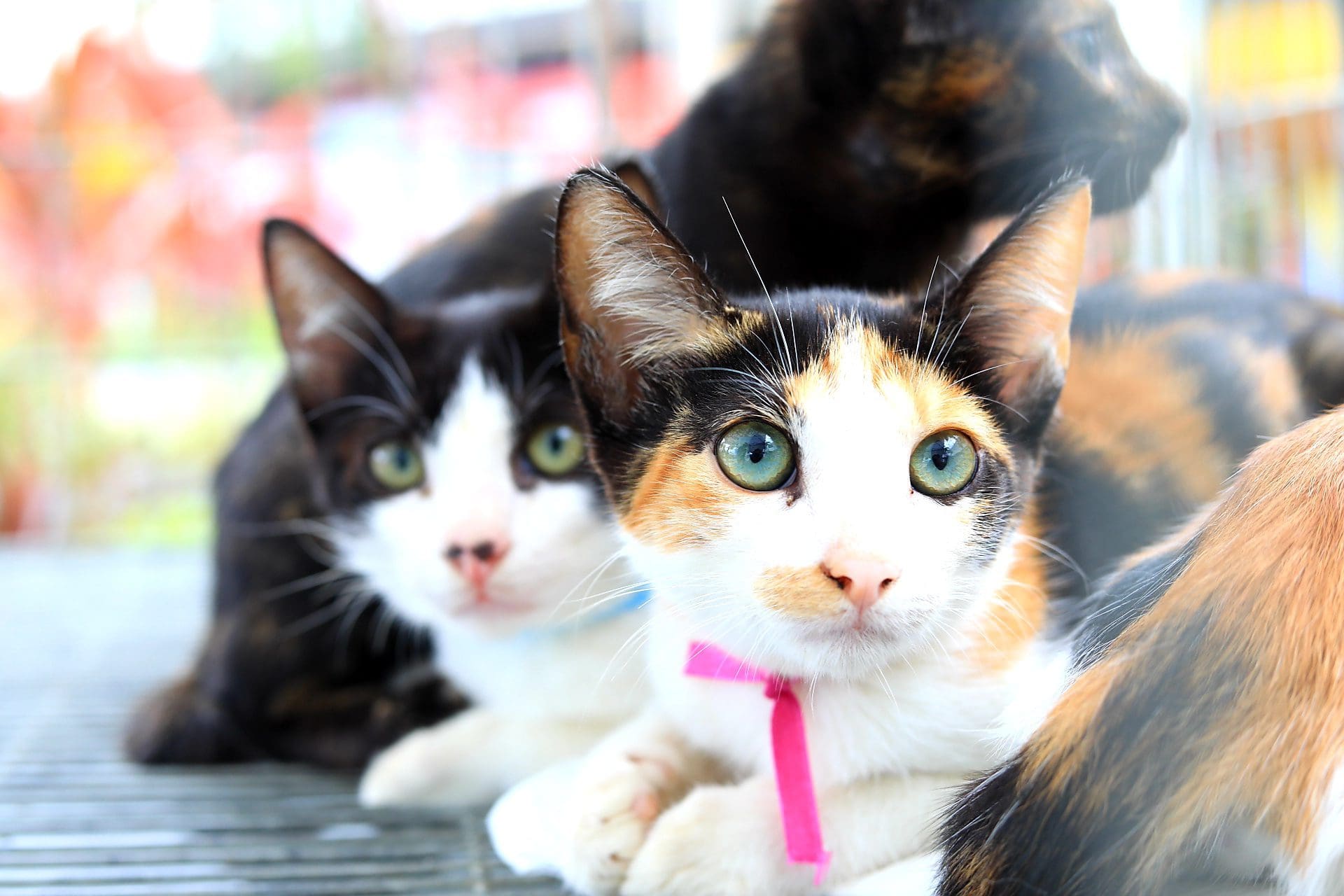 Proteção Animal promove inscrições para castração de cães e gatos HOJE quinta-feira (09/05)