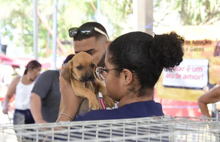 Feira de adoção de cães e gatos proporciona nova casa para 20 animais