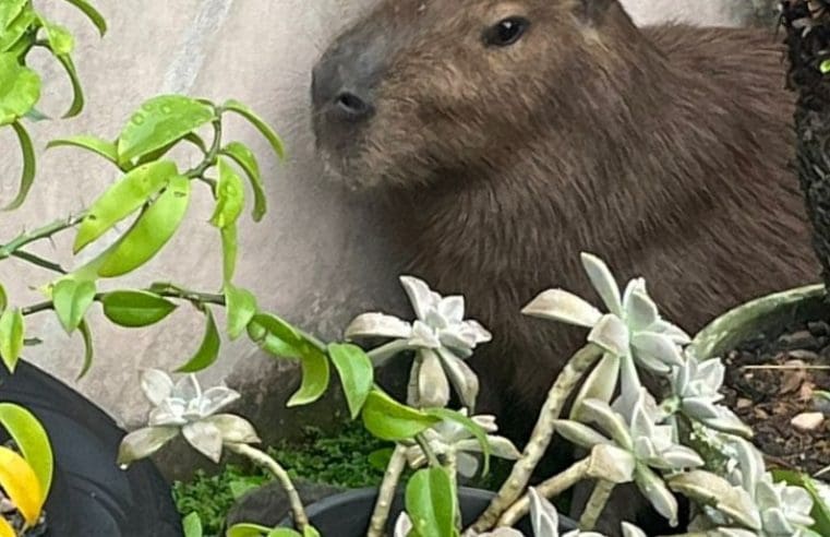 Guarda Municipal resgata capivara na Barra de Maricá