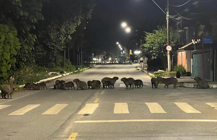 Fotógrafo de Maricá registra passeio de 20 capivaras