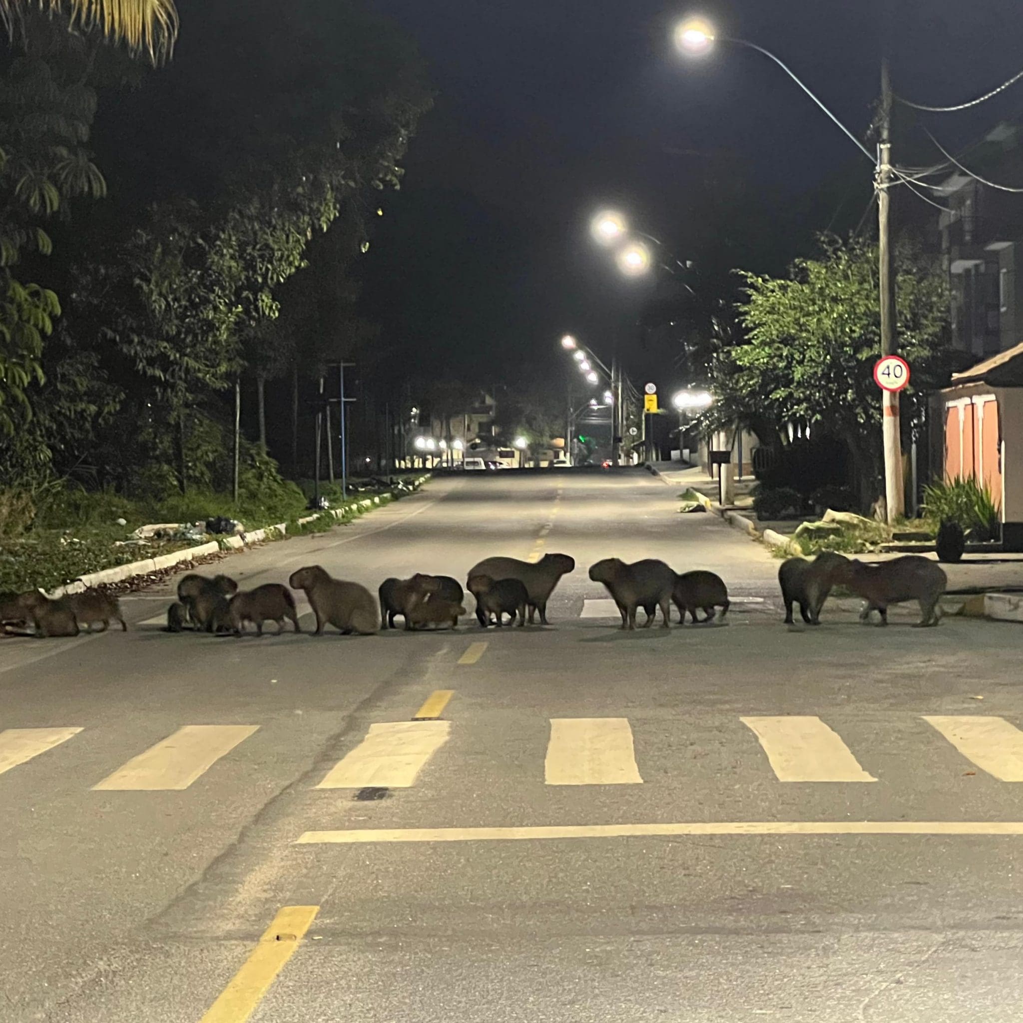 Fotógrafo de Maricá registra passeio de 20 capivaras