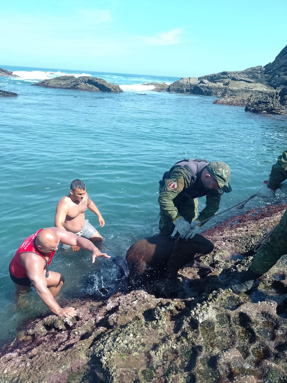 Guarda Municipal resgata capivara ferida na praia de Ponta Negra