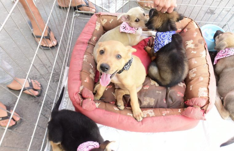 Proteção Animal promoveu feira de adoção de cães e gatos em frente ao Cecop