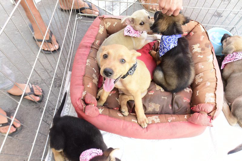 Proteção Animal promoveu feira de adoção de cães e gatos em frente ao Cecop