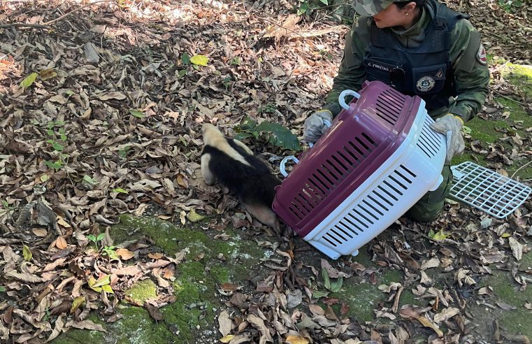 Guarda Municipal resgata tamanduá em Itaipuaçu