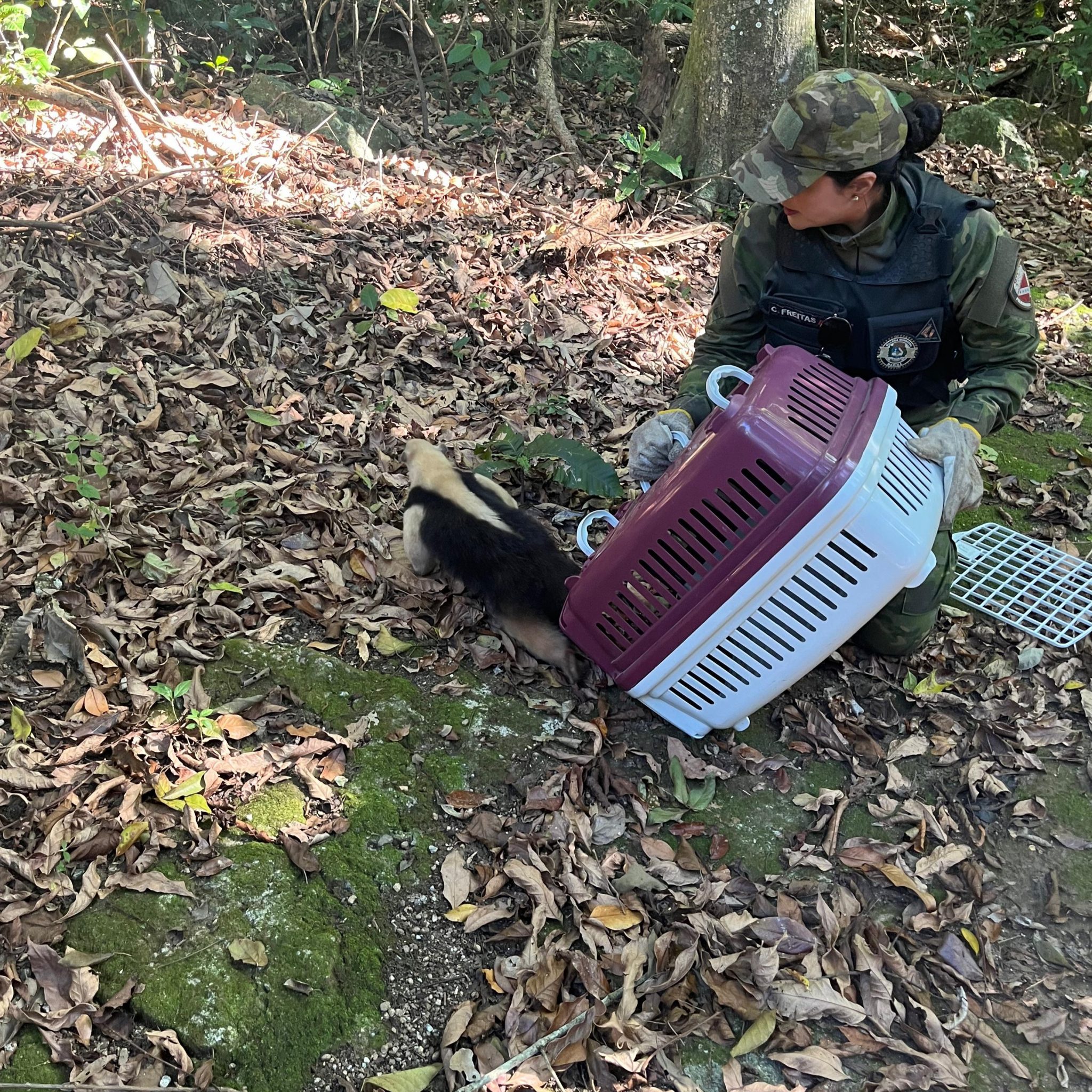 Guarda Municipal resgata tamanduá em Itaipuaçu