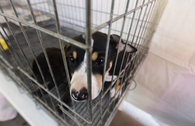 Itaipuaçu recebe Feira de adoção de cães e gatos neste sábado (03/08)