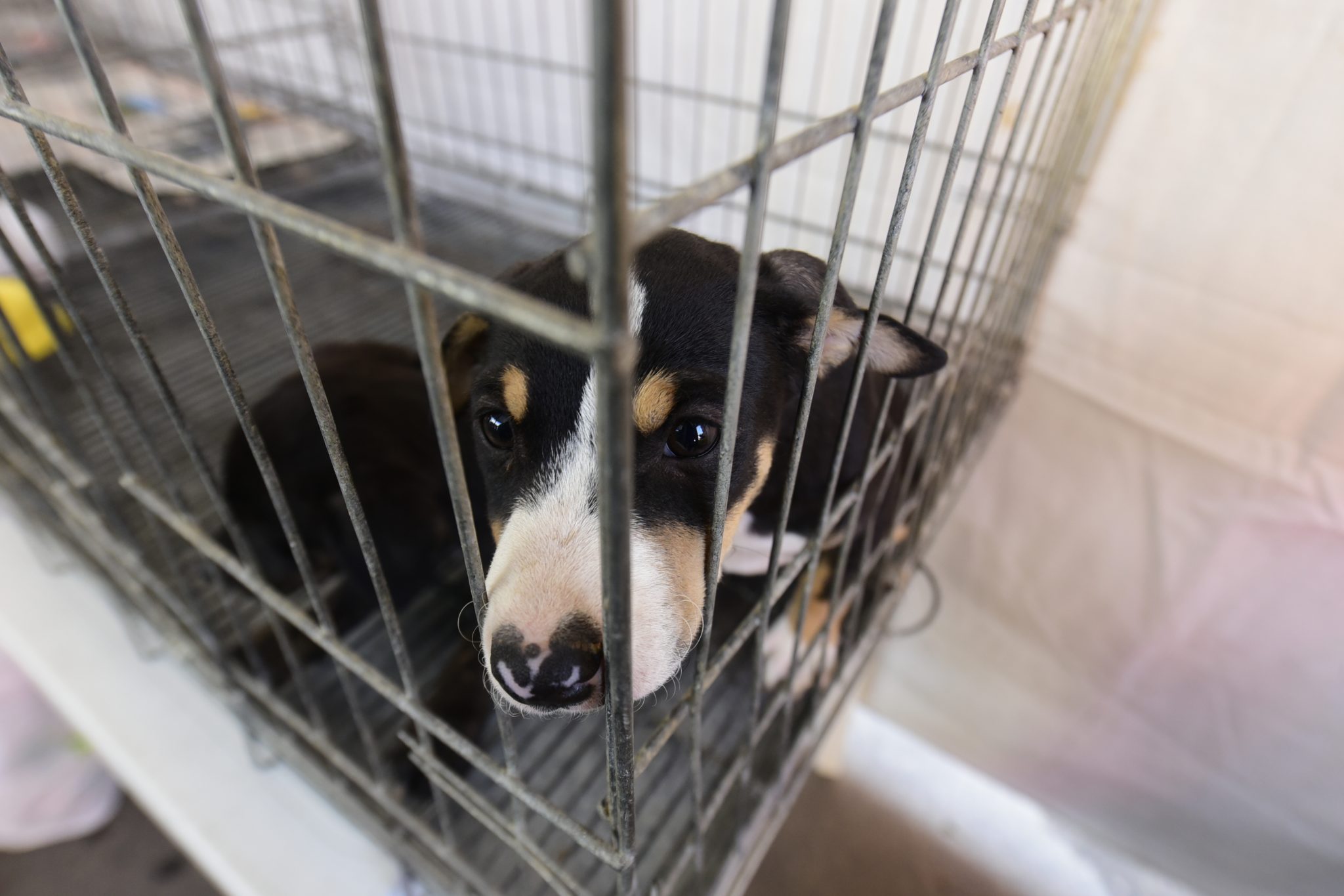 Itaipuaçu recebe Feira de adoção de cães e gatos neste sábado (03/08)