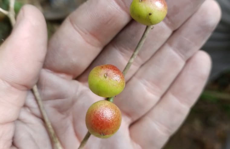 Árvore frutífera rara é descoberta em Maricá