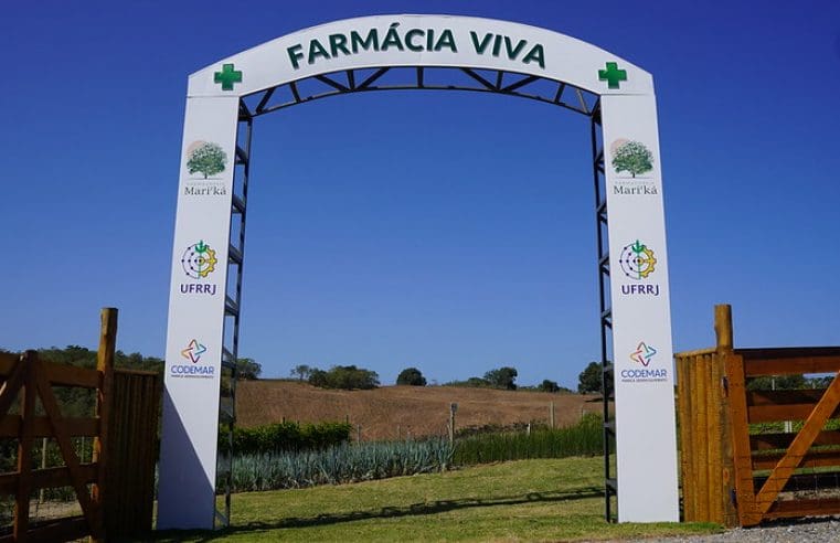 Farmácia Viva de Maricá tem 30 espécies de ervas medicinais