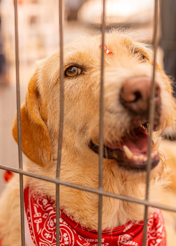 Proteção Animal consegue lar para 15 cães e gatos