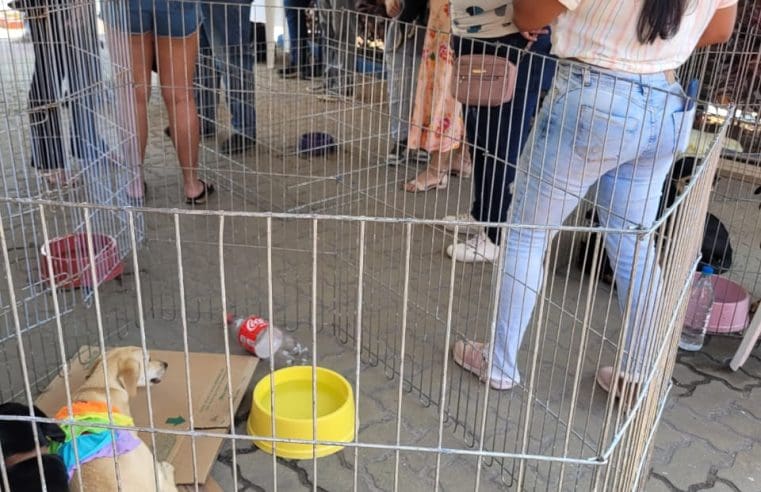 Feira de Adoção do Barroco deu novo lar a nove cães