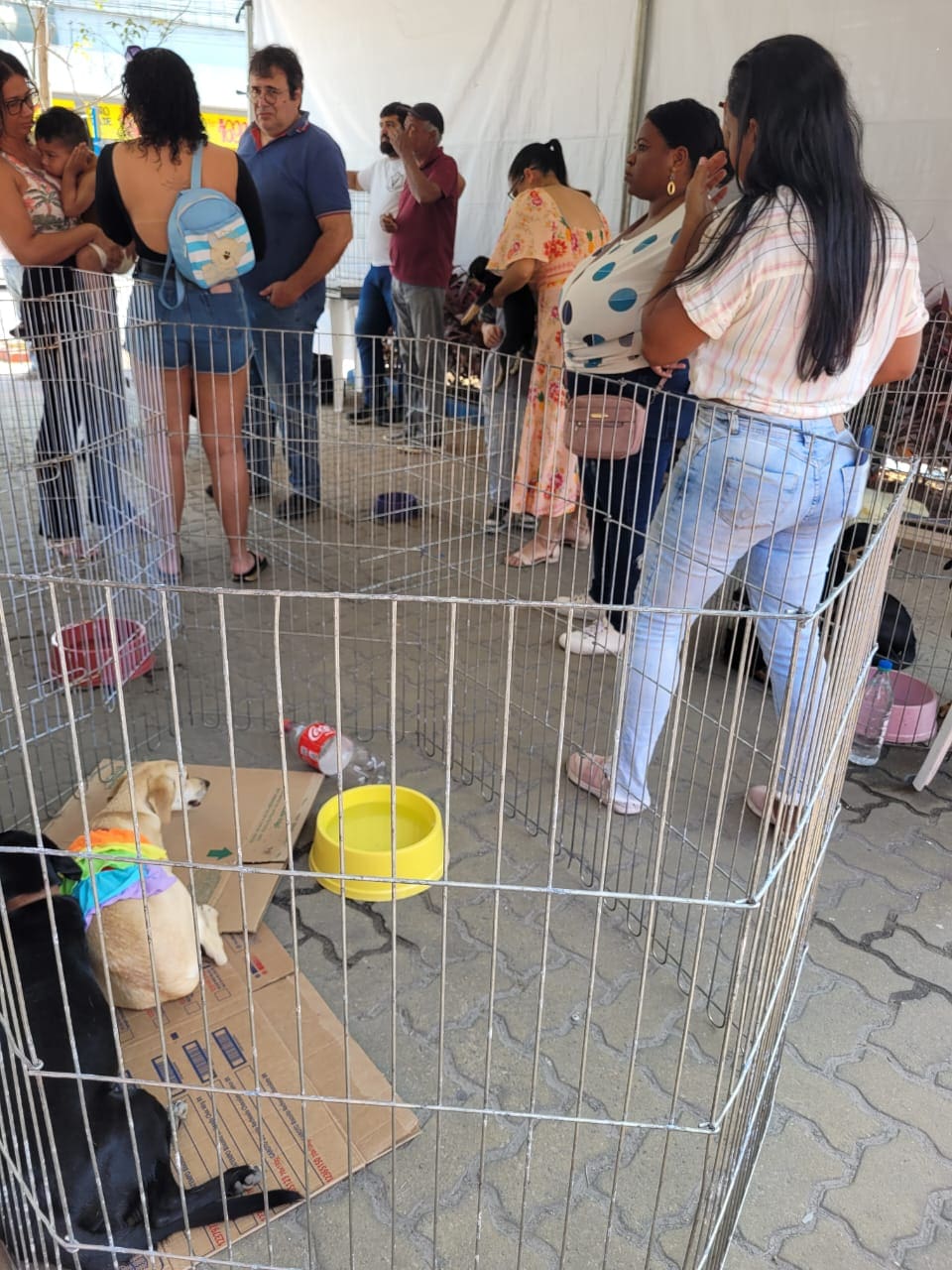 Feira de Adoção do Barroco deu novo lar a nove cães