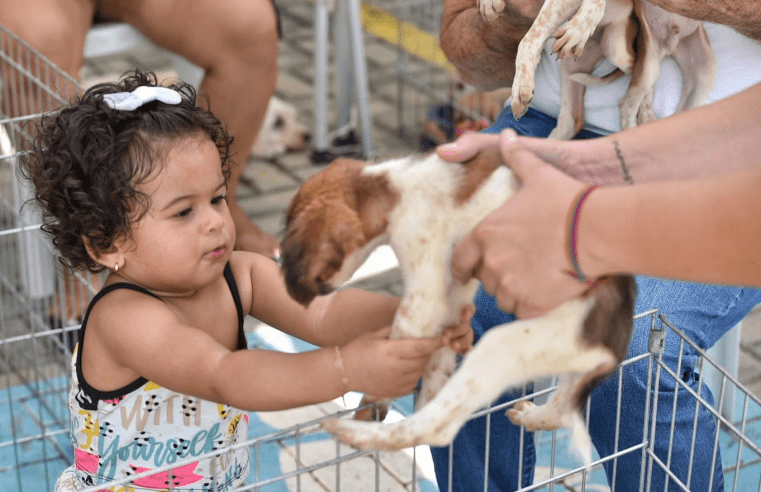 Feira de Adoção de Animais chega neste sábado (14/09) a Praça do Barroco