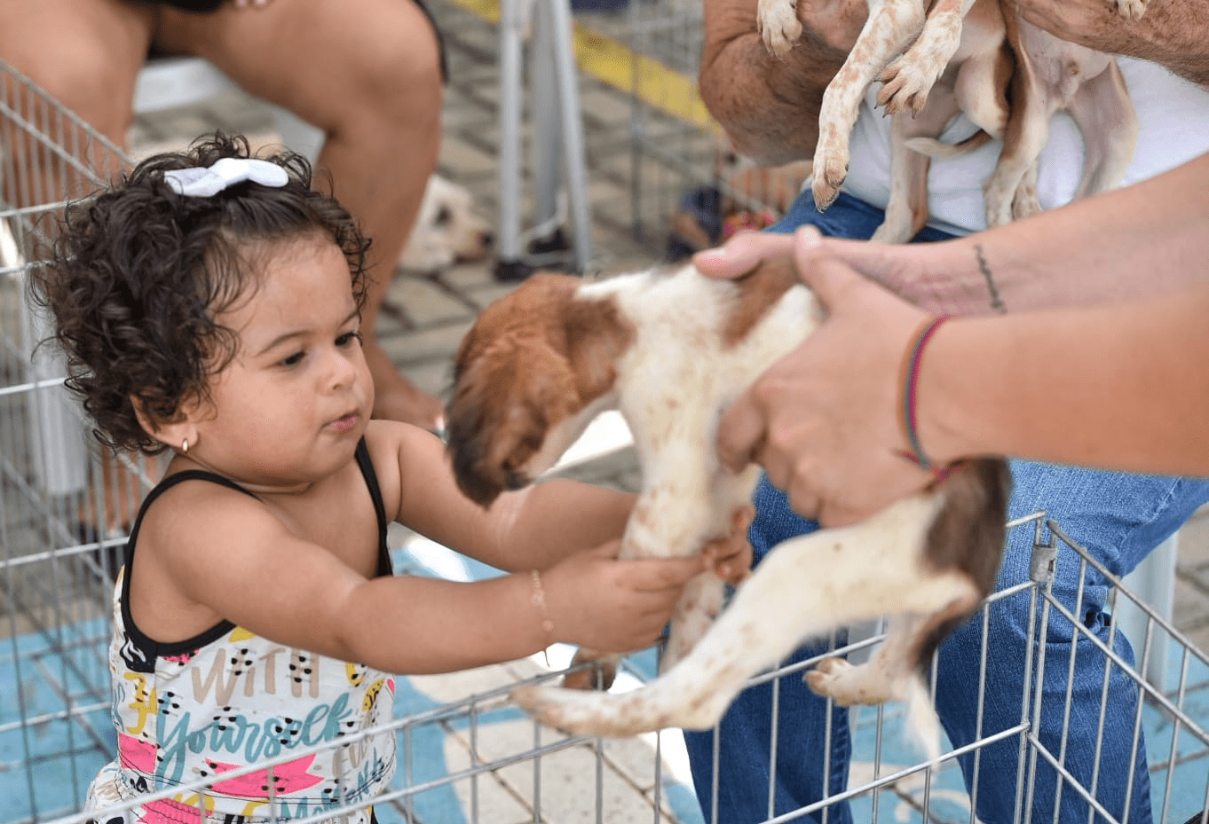 Feira de Adoção de Animais chega neste sábado (14/09) a Praça do Barroco