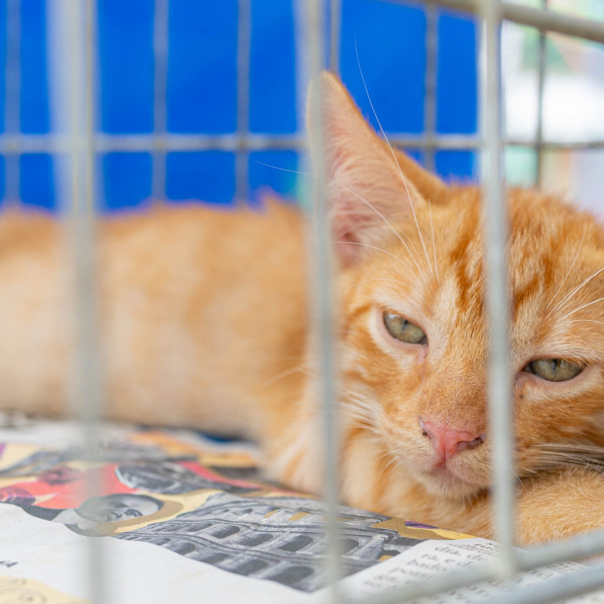 Feira de adoção de animais acontece neste sábado (19/10), em Itaipuaçu