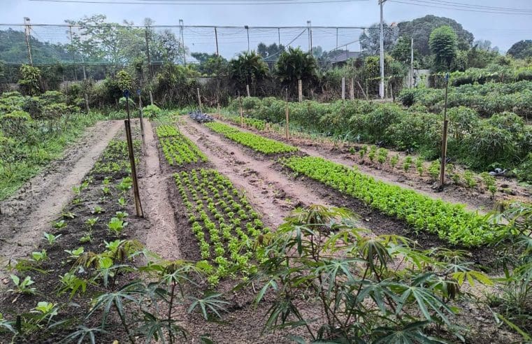 Projetos agroecológicos da Codemar realizam assistência técnica com Associação de Agricultores do Caju