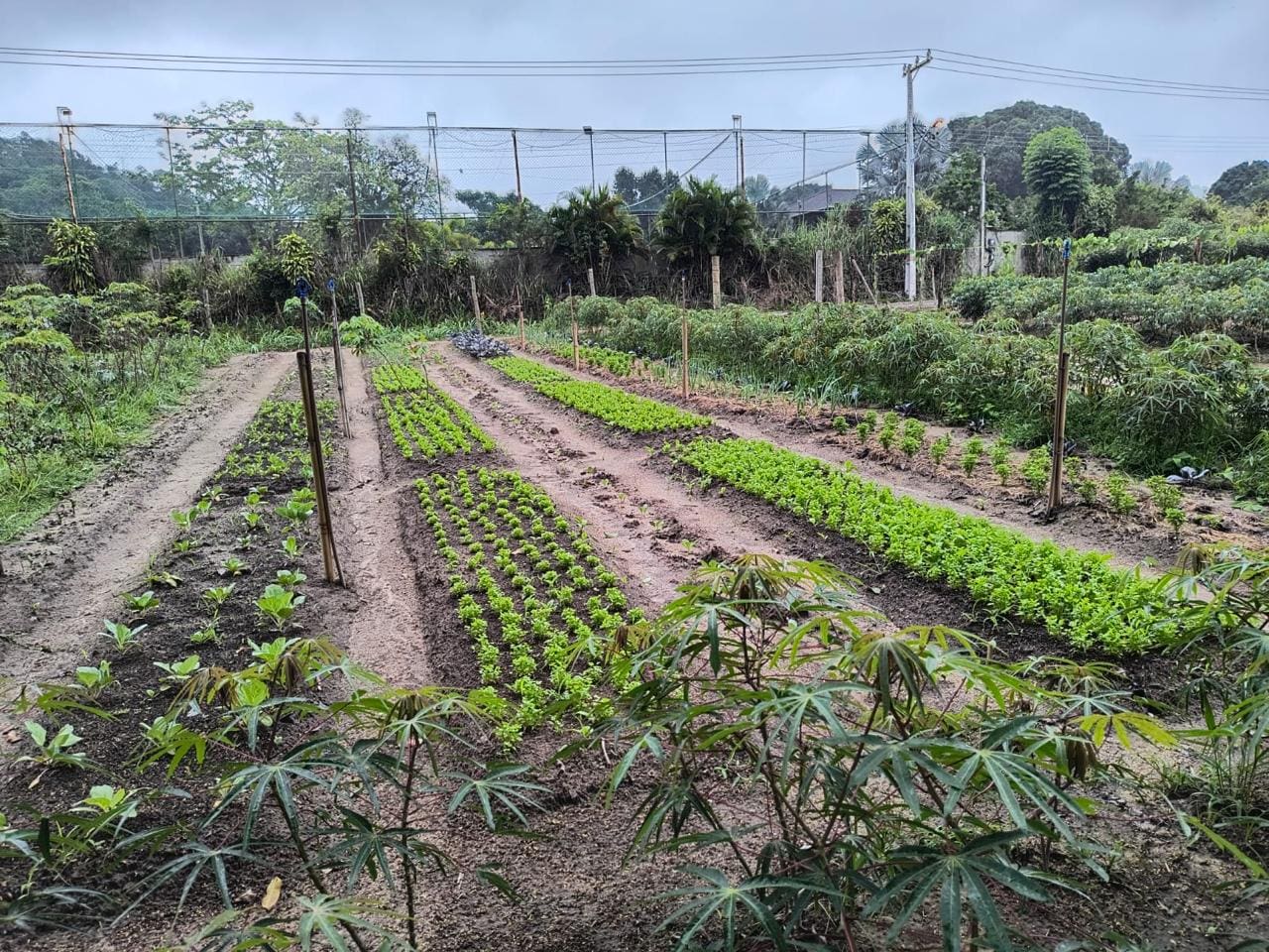 Projetos agroecológicos da Codemar realizam assistência técnica com Associação de Agricultores do Caju