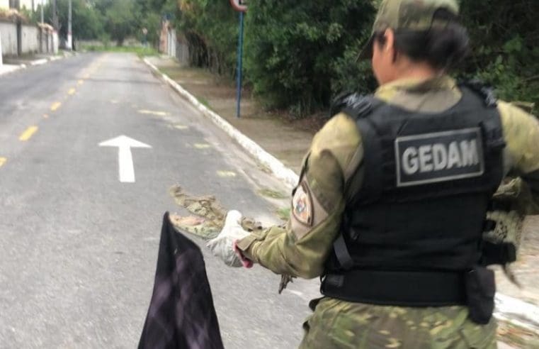 Guarda Municipal resgata jacaré do papo amarelo de 1,5 metro