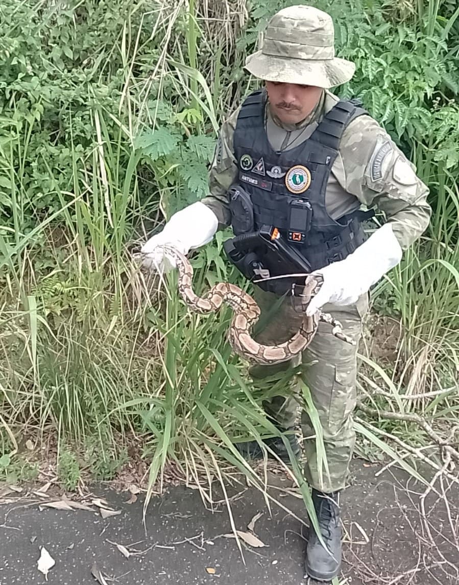 Agentes do Gedam capturam jiboia e a devolvem para seu habitat natural