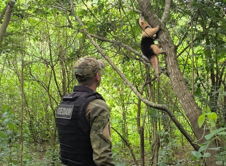 Agentes do Gedam resgatam tamanduá-mirim em Itapeba