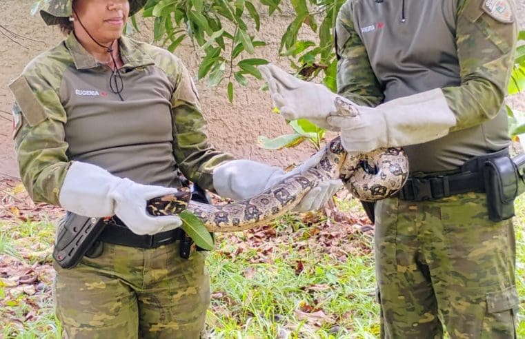 Agentes do Gedam resgatam jiboia em Itaipuaçu