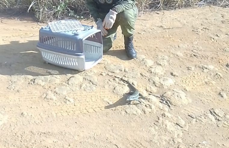 Guarda Municipal de Maricá Resgata Animais Silvestres em Inoã, Bambuí e Itaipuaçu