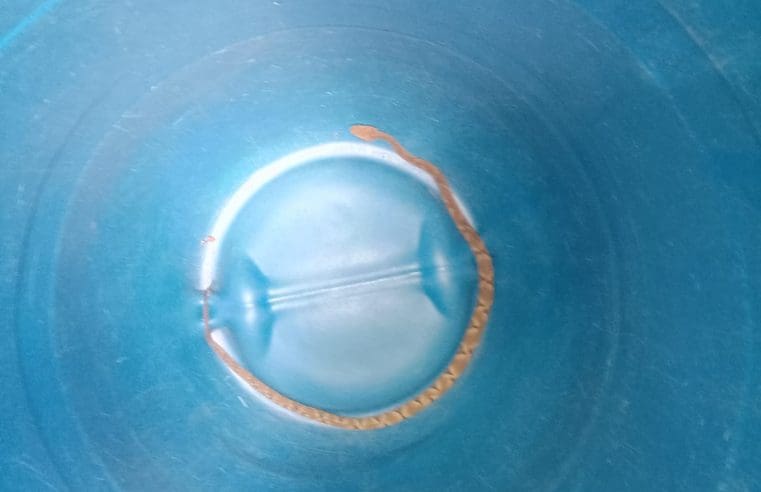 Guarda Municipal resgata jararaca em casa no Caxito