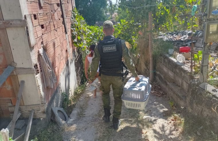 Guarda Municipal de Maricá resgatou animais silvestres em Itaipuaçu