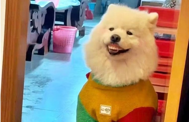 Idosa encontra sua dentadura desaparecida “sorrindo” no rosto do próprio cão