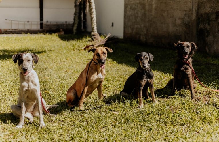 EXCLUSIVO: “Gangue do Caramelo” deixa a vida do crime e parte em busca de um novo lar!