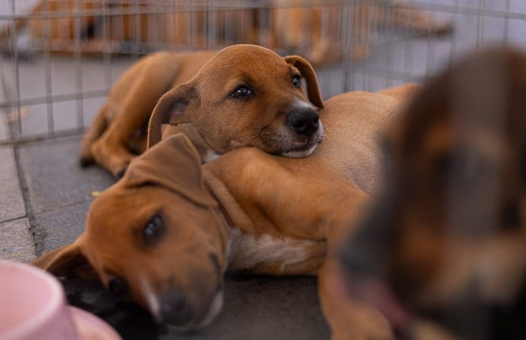 Prefeitura de Maricá realiza triagem para castração gratuita de cães e gatos