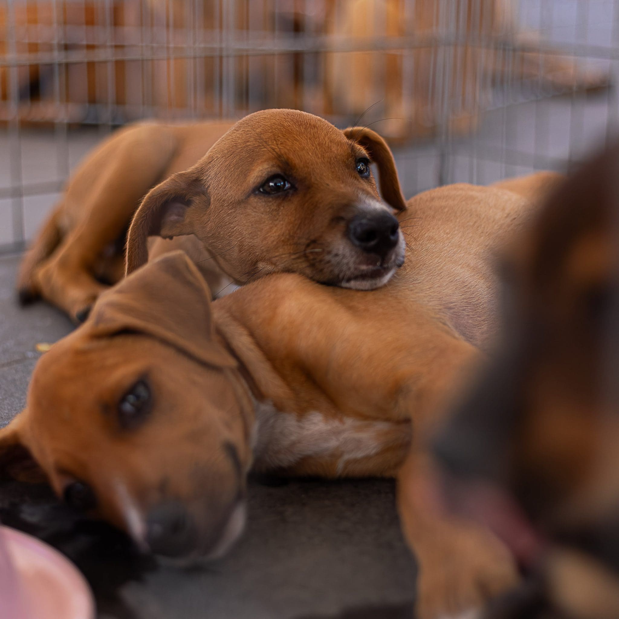 Prefeitura de Maricá realiza triagem para castração gratuita de cães e gatos