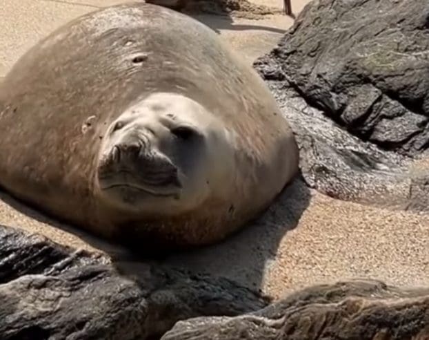 Elefante-Marinho Foge do Mar e Vira Estrela em Praia de Maricá!