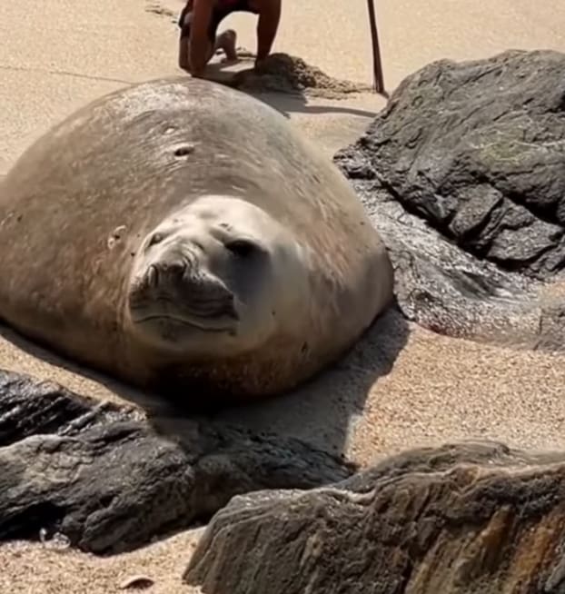 Elefante-Marinho Foge do Mar e Vira Estrela em Praia de Maricá!