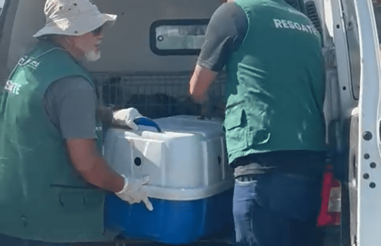 Secretaria de Bem-Estar Animal resgata nove animais em situação de maus-tratos