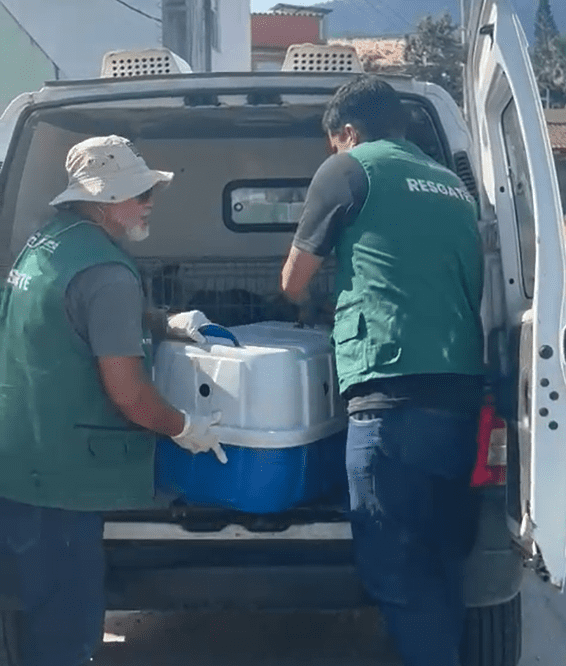 Secretaria de Bem-Estar Animal resgata nove animais em situação de maus-tratos