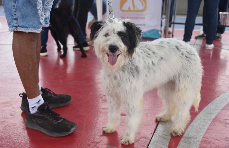 Maricá realiza Campanha de Vacinação Antirrábica Animal neste sábado (19/9)
