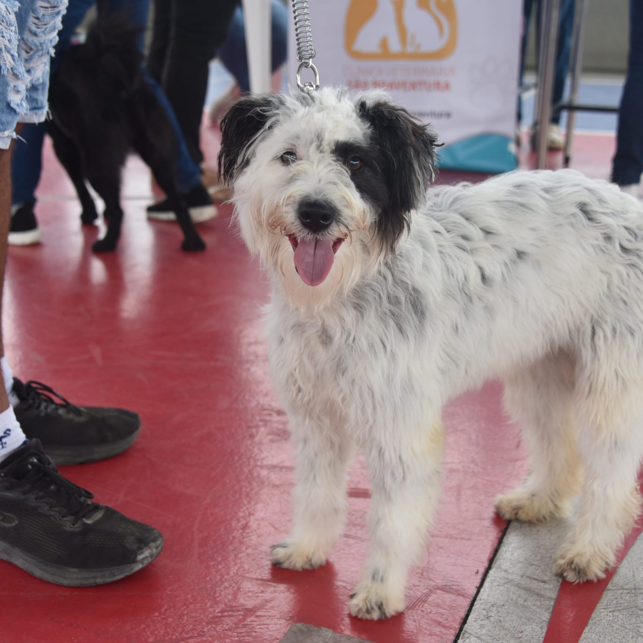 Maricá realiza Campanha de Vacinação Antirrábica Animal neste sábado (19/9)