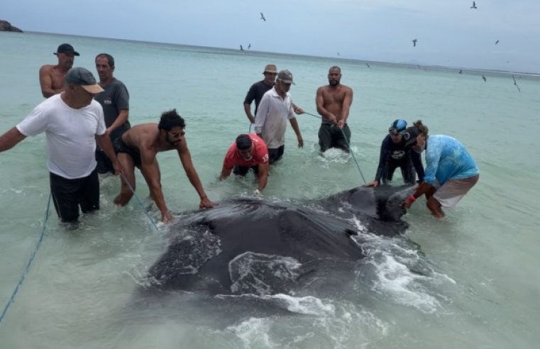 Arraial do Cabo: RAIA GIGANTE DE CERCA DE 4 METROS É CAPTURADA POR ENGANO EM ARRAIAL DO CABO E MOBILIZA PESCADORES
